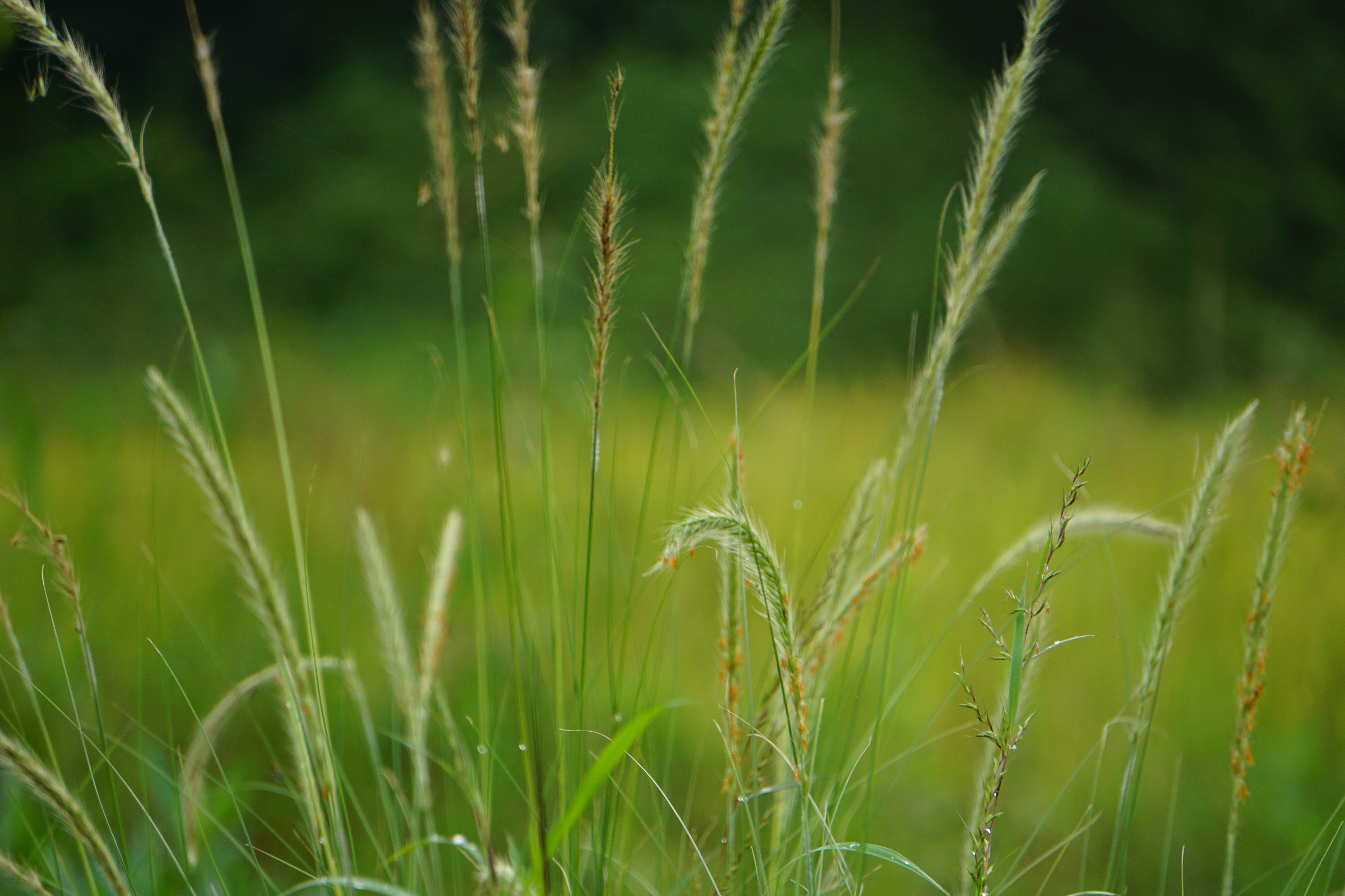 A close-up view of tall grass in a field, with varying shades of green in the background.