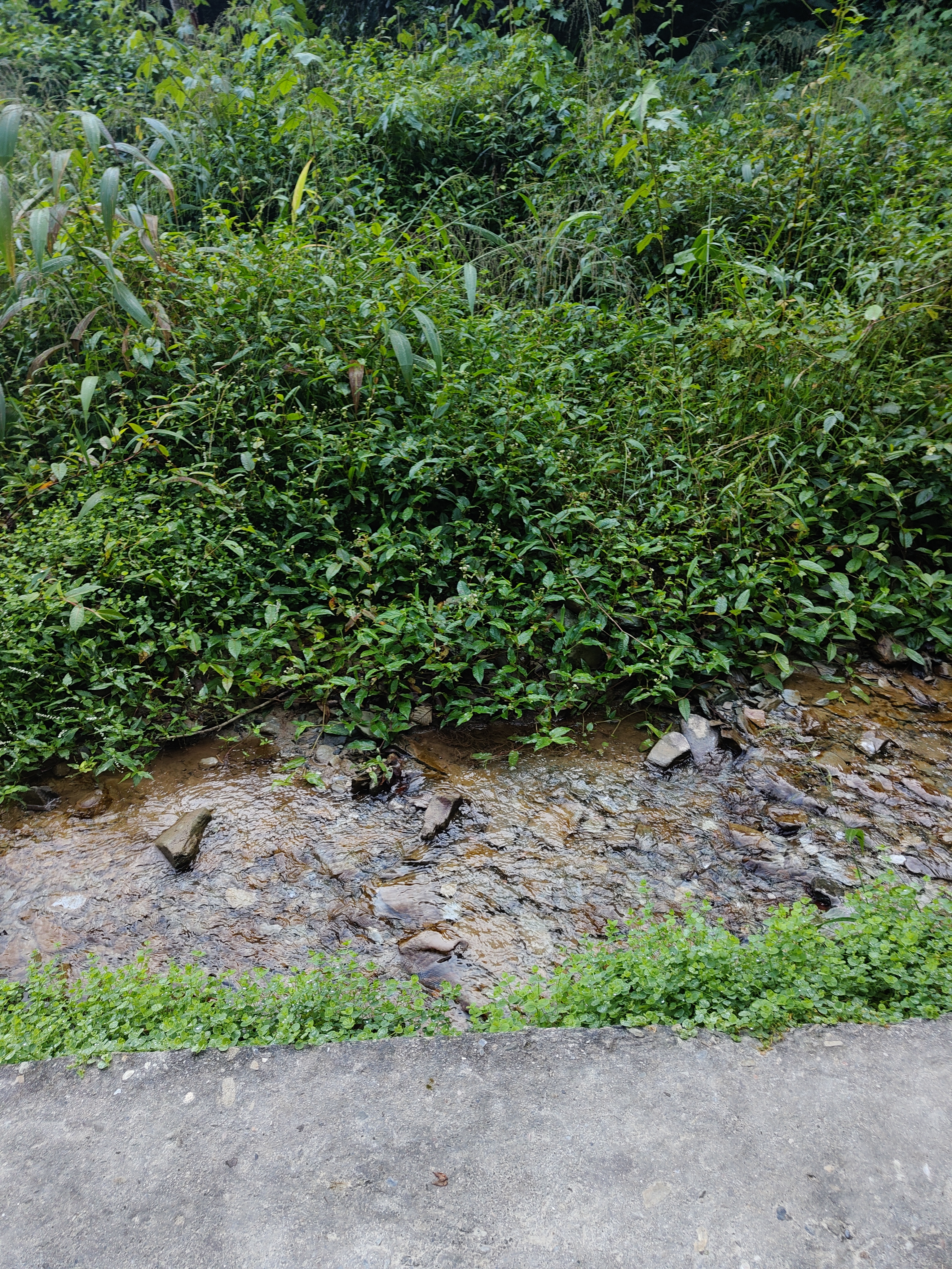 A lush green area with various plants and shrubs surrounding a small stream of water.