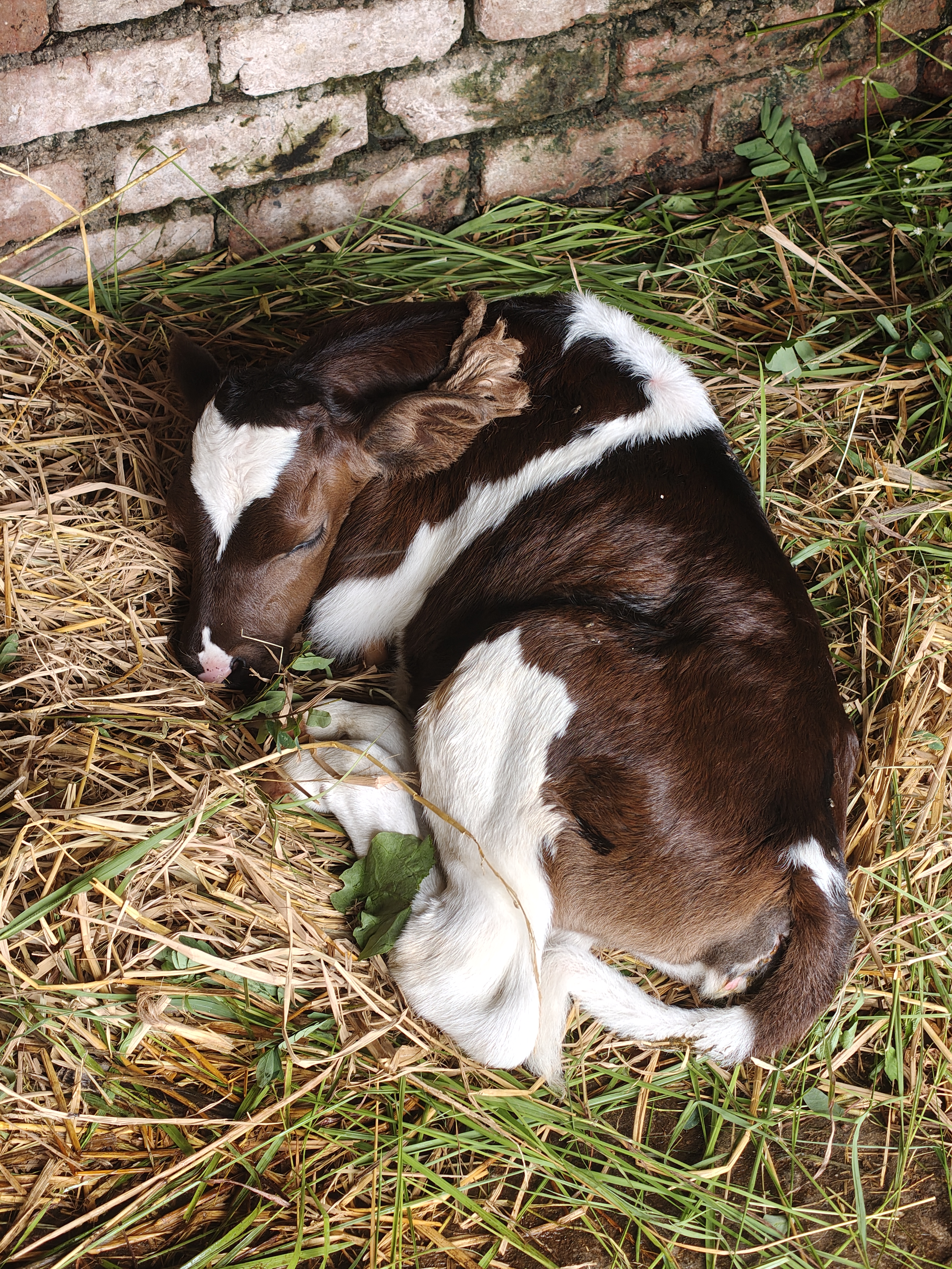 A small brown and white calf is curled up and peacefully sleeping on a bed of straw and green grass. 