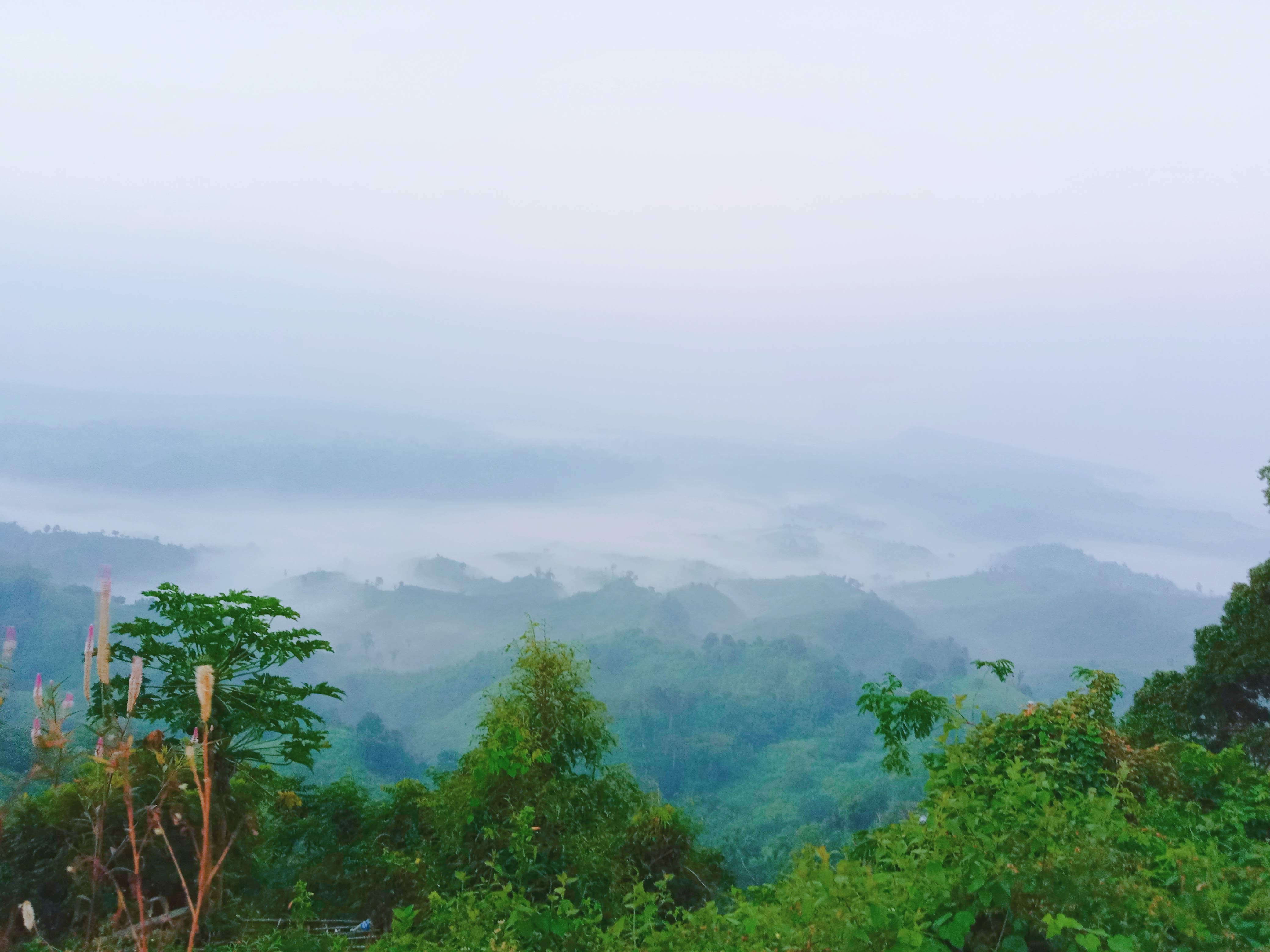Mist-covered rolling hills under a pastel sky. Lush greenery in the foreground adds depth, evoking a serene and tranquil morning landscape.
