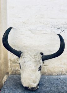 A mounted Yak  skull with prominent curved black horns and a white, fluffy fur covering
