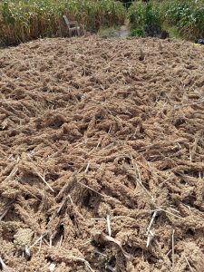 A large pile of dried fluffy sorghum heads spread out on the ground in a farm field on a sunny day.