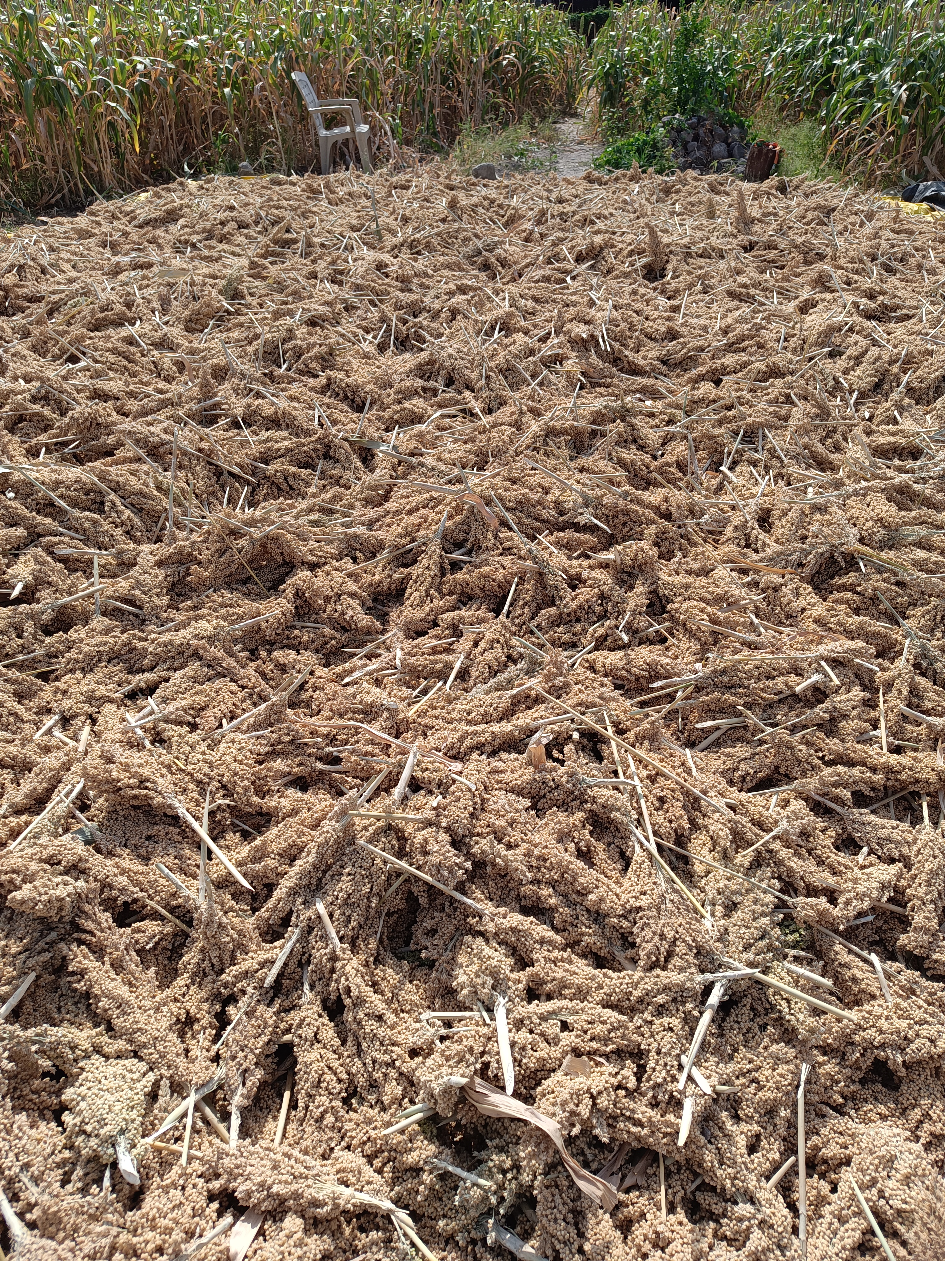 A large pile of dried fluffy sorghum heads spread out on the ground in a farm field on a sunny day.