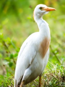 A close-up of a beach egret among bushes near cattle.

