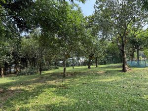 Jackfruit trees garden with ripe fruits with some bamboo trees and grassy field.