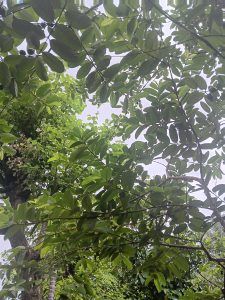 View of guava tree branches and green leaves against the sky
