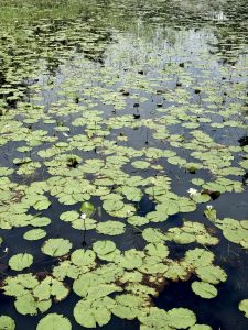 Floating green lily pads with white flowers bloom across a peaceful freshwater pond. Grasses grow around the water. Taken at Perumanna, Kozhikode, Kerala. 
