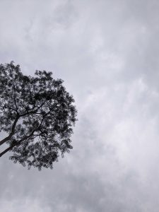 A cloudy day under the tree