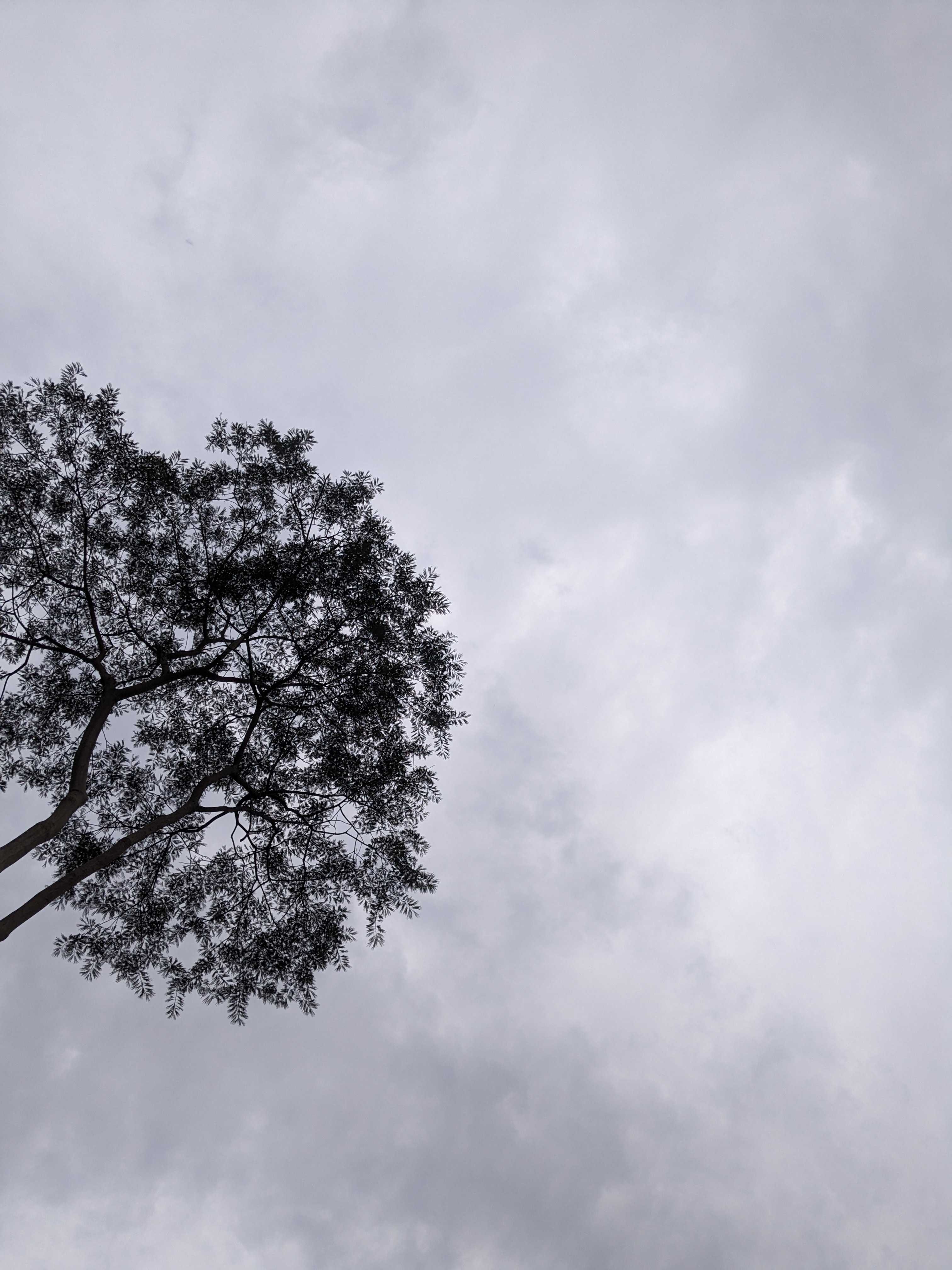 A cloudy day under the tree