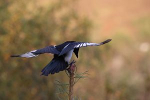 Magpie landing in the top of a Pine Tree in the Scottish Highlands.