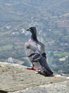 A pigeon with shiny neck feathers stands on a stone wall, looking over a misty view of hills and buildings from Sajjangarh Palace in Udaipur.