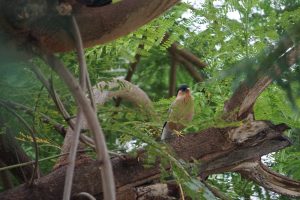 Small bird is on the tree