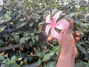 A person is holding a pink hibiscus flower in front of a backdrop of green leaves.
