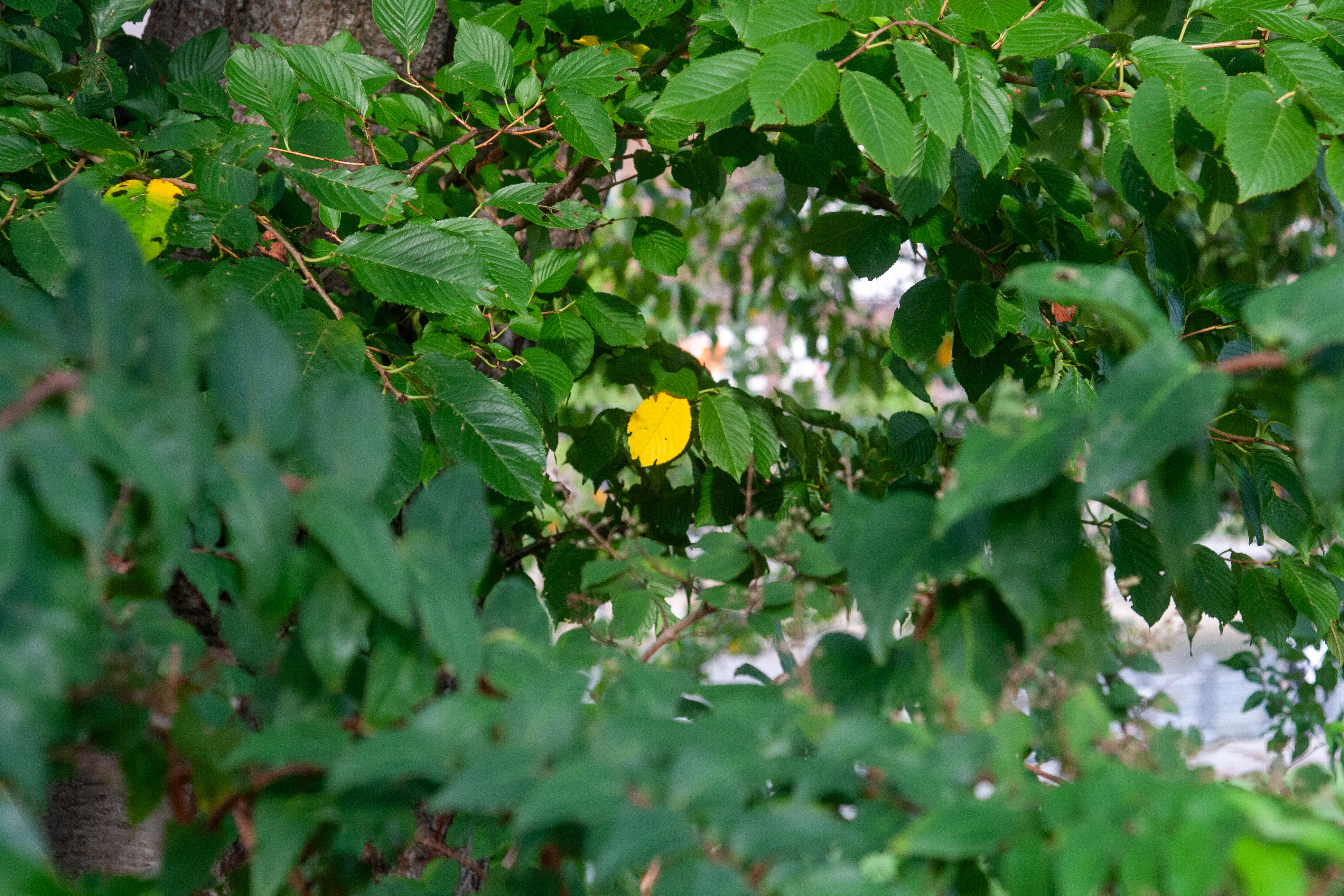 A dense cluster of green leaves with a single bright yellow leaf visible among them