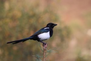 Magpie standing in the top of a Pine Tree, Strathgarve, Scotland.
