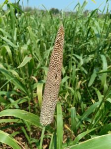 A close-up view of a tall millet plant called bajara in the amhi kastkar field surrounded by lush green foliage.
