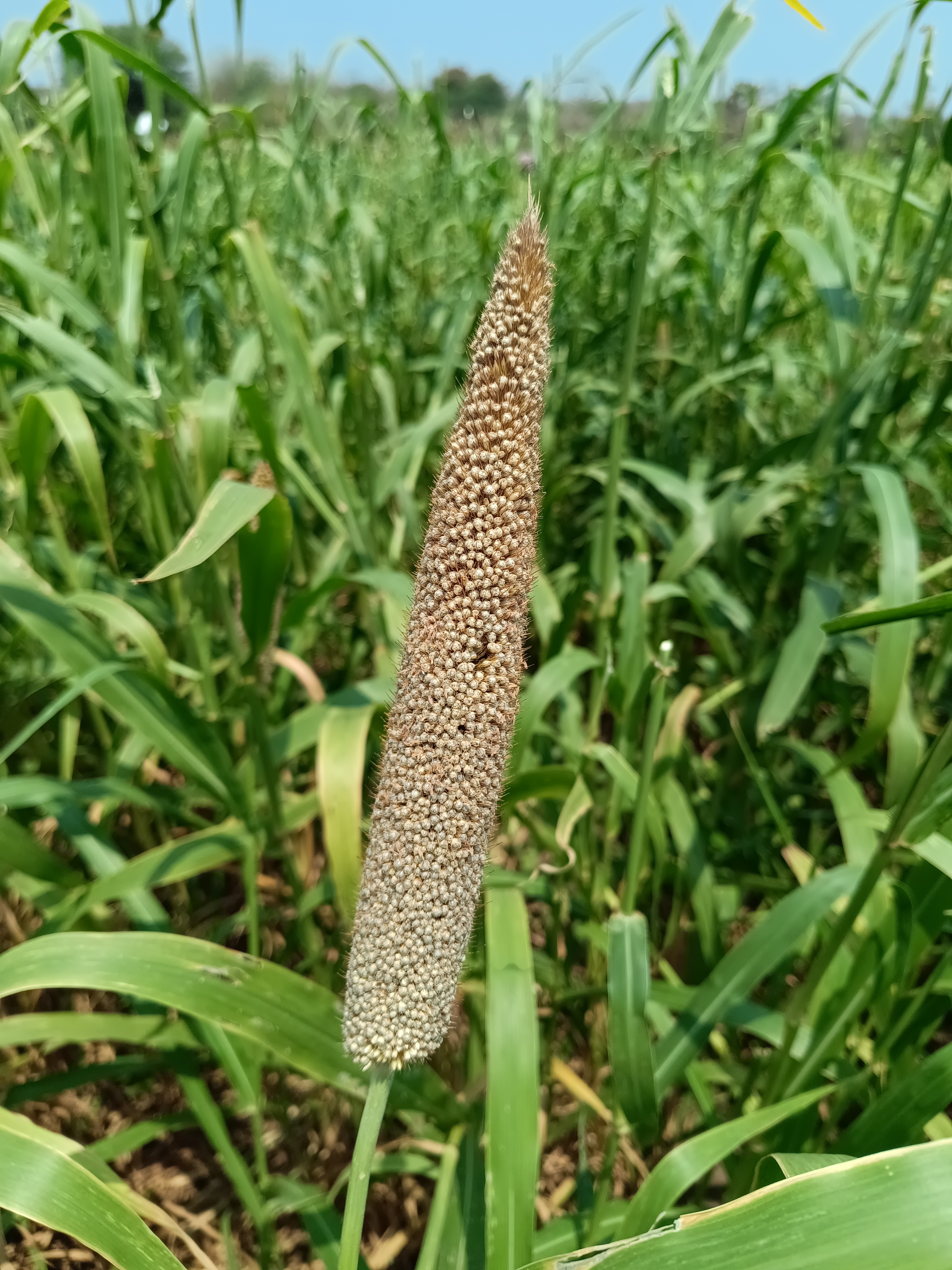 A close-up view of a tall millet plant called bajara in the amhi kastkar field surrounded by lush green foliage.
