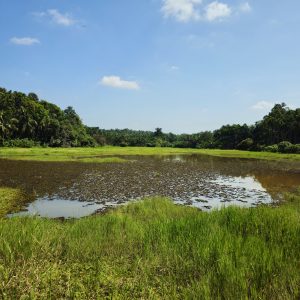 A harvested paddy field filled with patches of water reflecting the blue sky, surrounded by dense greenery, taken in Perumanna, Kozhikode, Kerala. 