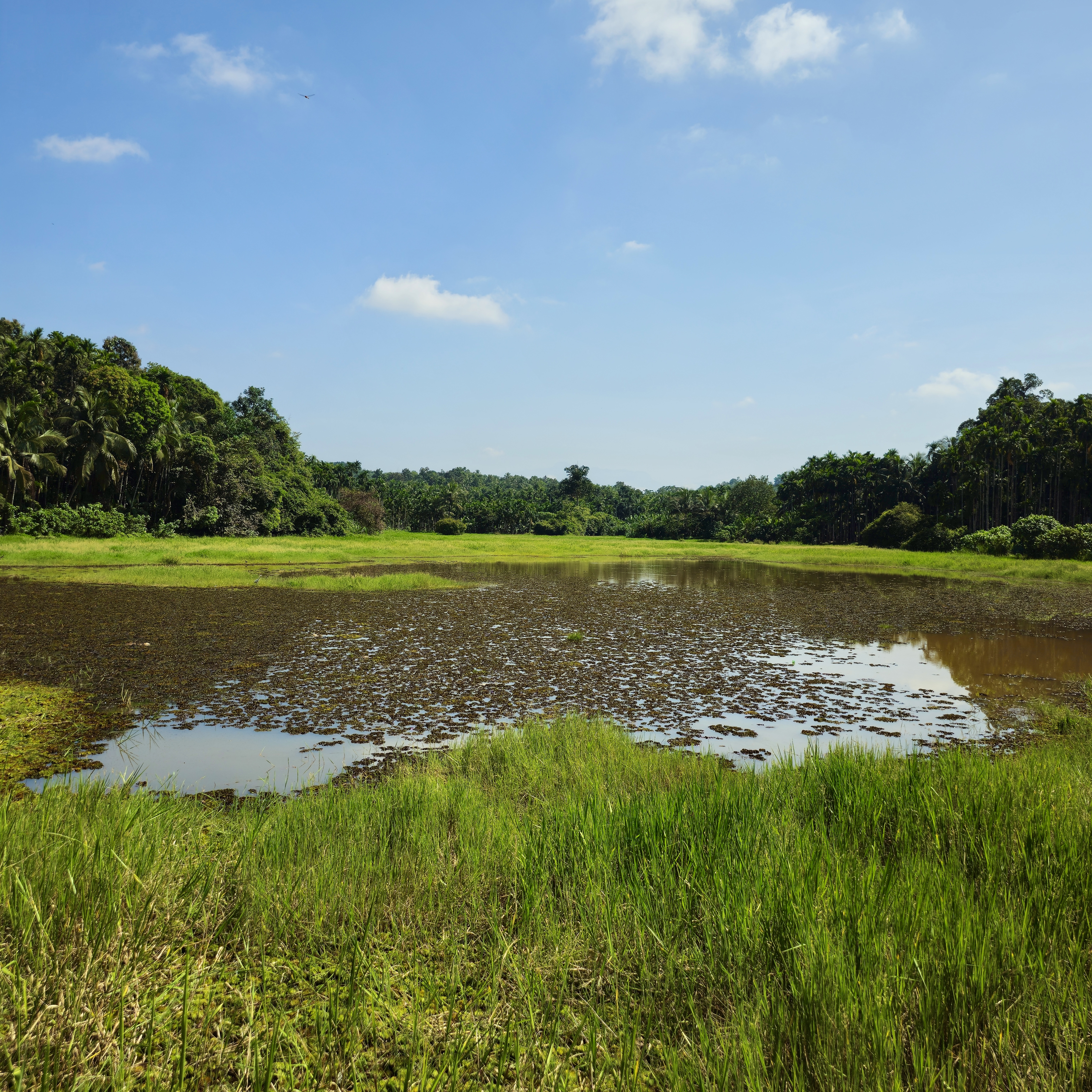 A harvested paddy field filled with patches of water reflecting the blue sky, surrounded by dense greenery, taken in Perumanna, Kozhikode, Kerala. 