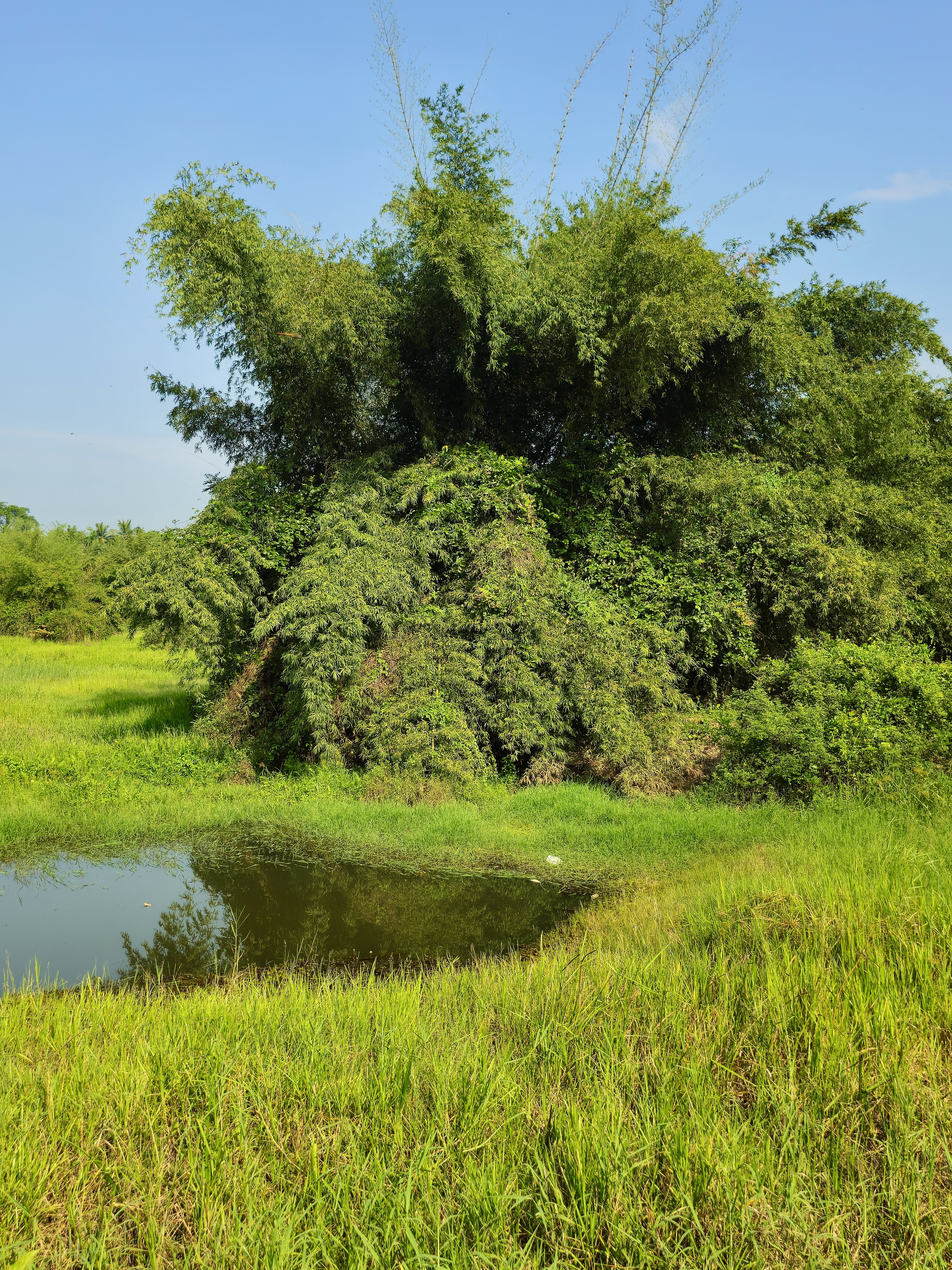 A lush bamboo bush stands tall beside a small pond surrounded by green grass in Ayamkulam, Mavoor, Kozhikode, Kerala. A clear blue sky adds brightness to this peaceful countryside scene.  