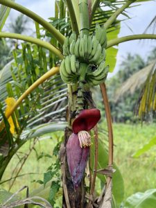 A banana plant with a bunch of unripe green bananas and a purple banana flower below. Green leaves and palm trees surround the plant. Captured near Sree Shiva Vishnu Temple, Perumanna, Kozhikode.