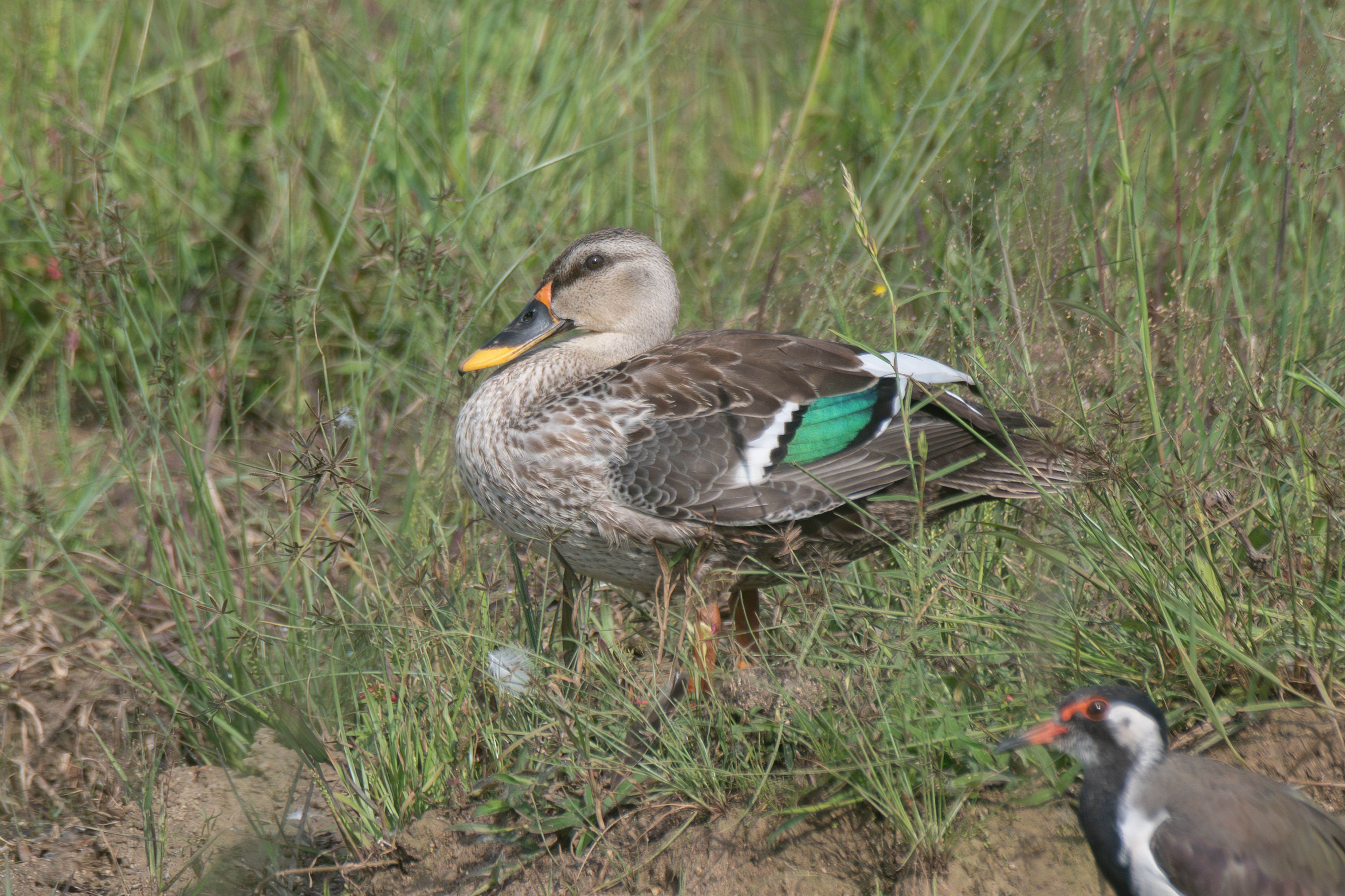 Indian spot billed duck stands on the ground covered with green grass, displaying a mottled brown body with a distinctive green and white wing patch.