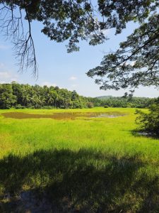 A vibrant green paddy field surrounded by palm trees and hills under a bright blue sky. Branches gently frame the top. Captured in Perumanna, Kozhikode, Kerala. 