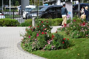 A landscaped area featuring vibrant flower beds with red, pink, and white flowers, set against a backdrop of neatly arranged paving stones and green grass.