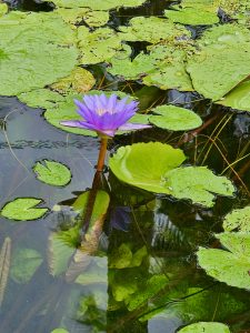 A single purple water lily blooming among bright green lily pads. Water surface reflects its stem and nearby plants. Shot at Malabar Botanical Garden, Kozhikode.