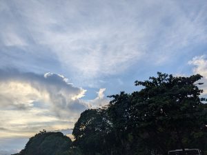 A treetop with a blue sky and white fluffy clouds lit by the sun.
