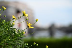 A cluster of bright yellow flowers with green foliage is in focus in the foreground, with a softly blurred background that suggests a park or natural setting.