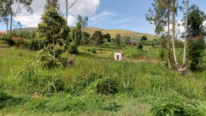 A tiny house in the middle of a Shrub with a mountain top nicely brushing a bright blue sky