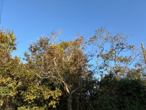 A view of trees with varying shades of green, yellow, and orange foliage against a clear blue sky. 