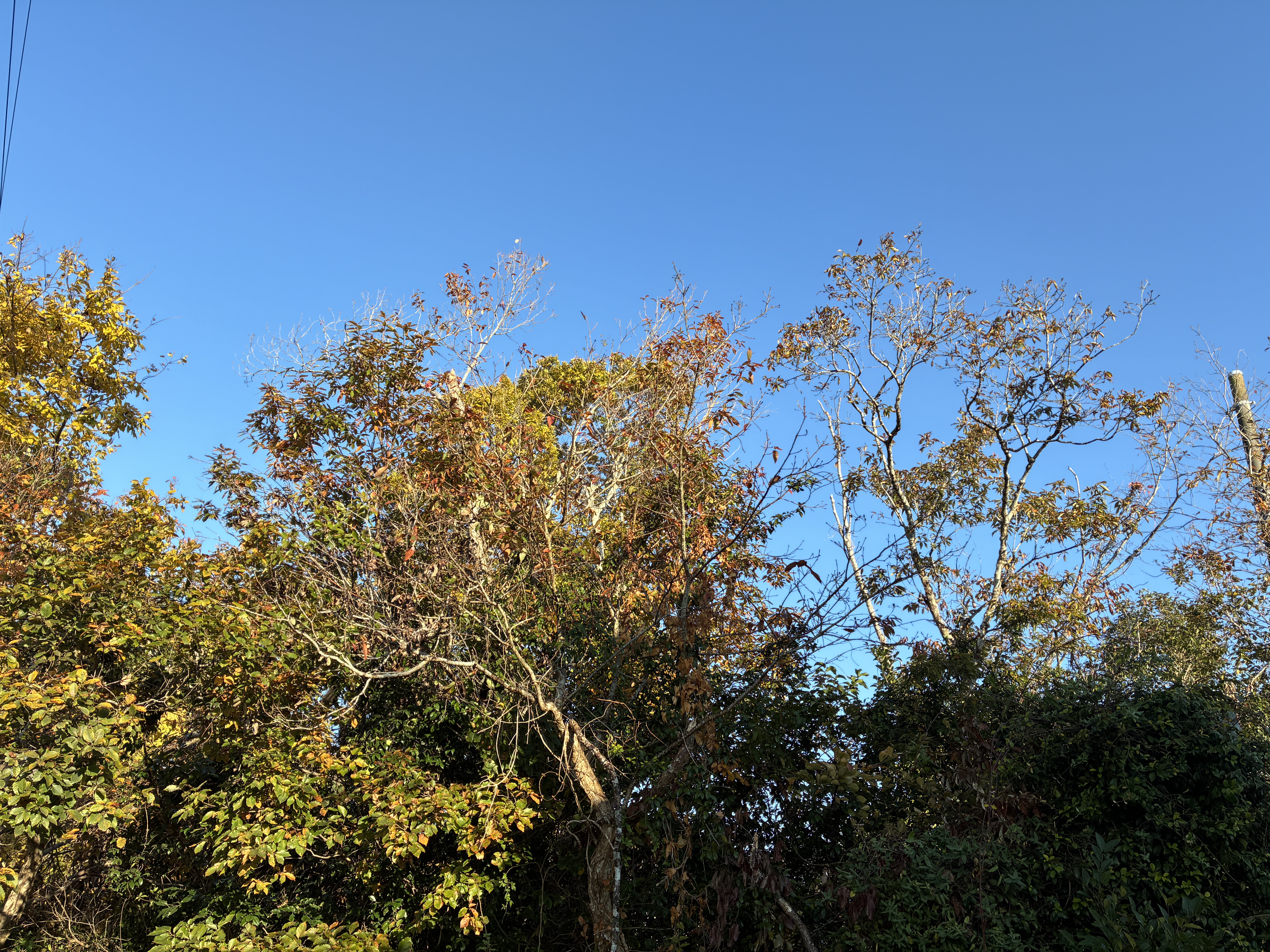 A view of trees with varying shades of green, yellow, and orange foliage against a clear blue sky.