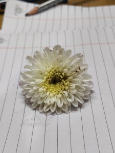 A close-up of a white flower with a yellow center, resting on a sheet of lined paper.