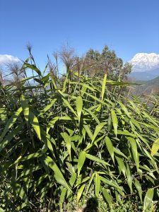 A dense growth of tall green grass-like plants with thin, wispy flower spikes in the foreground, set against a backdrop of clear blue sky and snow-capped mountains, partially obscured by greenery.