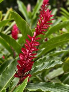 A tall red ginger spike rises above green leaves at the Malabar Botanical Garden, Kozhikode. The bright red layers of petals make the plant look striking and full of life.