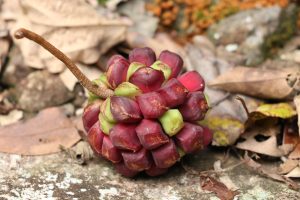 

A close-up of small, clustered seed pods on a hiking trail surrounded by fallen leaves.