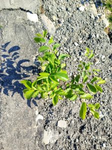 A small green plant with shiny leaves grows out of a cracked pavement, surrounded by gravel and small stones. The sunlight casts a shadow of the leaves onto the ground.