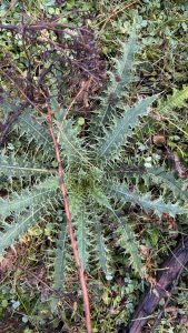 A top-down view of a spiky green plant surrounded by various types of green ground cover, including small leaves and grass. 