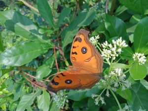 A vibrant orange butterfly with striking blue and black patterns rests on a cluster of small white flowers surrounded by green leaves. The butterfly&#039;s wings display intricate details and a slight shimmer, showcasing the natural beauty of the scene in a lush, outdoor environment.