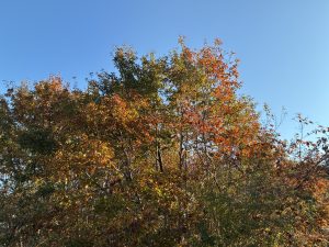 A vibrant display of autumn foliage, featuring trees with leaves in shades of orange, red, and green against a clear blue sky. 
