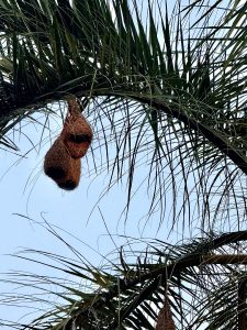 A close-up view of a palm tree with several green fronds, featuring two woven bird nests hanging from the branches.