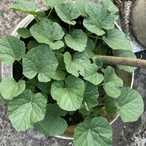 A healthy cucumber plant with lush green, heart-shaped leaves grows in a round pot on a concrete surface, suggesting a calm, nurturing garden setting.