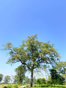 A large, leafy tree stands prominently against a clear blue sky. Surrounding the tree are patches of green foliage, indicating a vibrant landscape. 