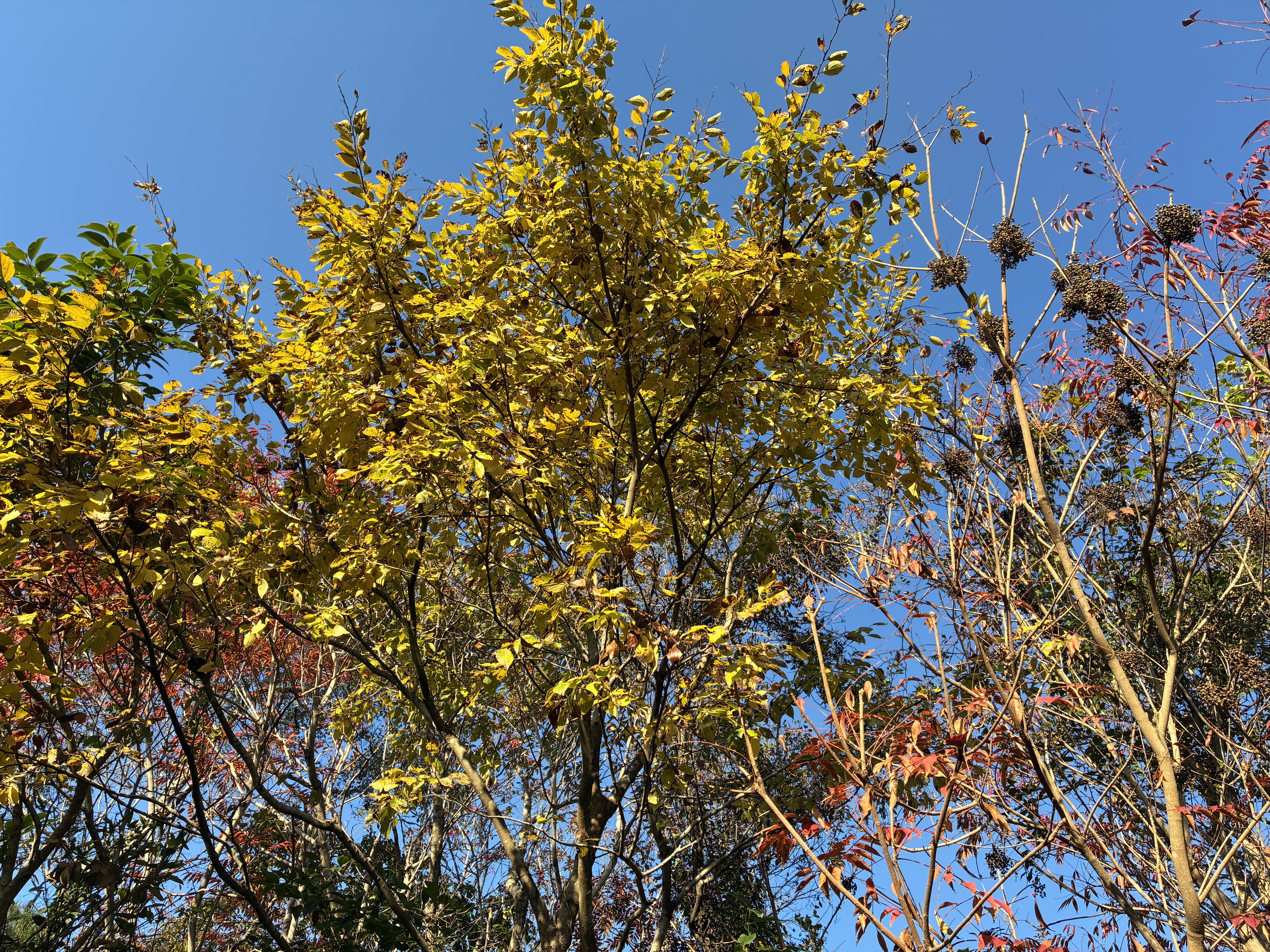 Bright yellow and orange leaves of various trees are contrasted against a clear blue sky, with some branches showing clusters of dark seeds. 