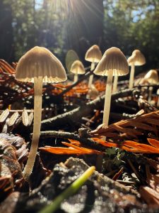 Closeup of Mushrooms in the Redwood forest backlit by the sun.
