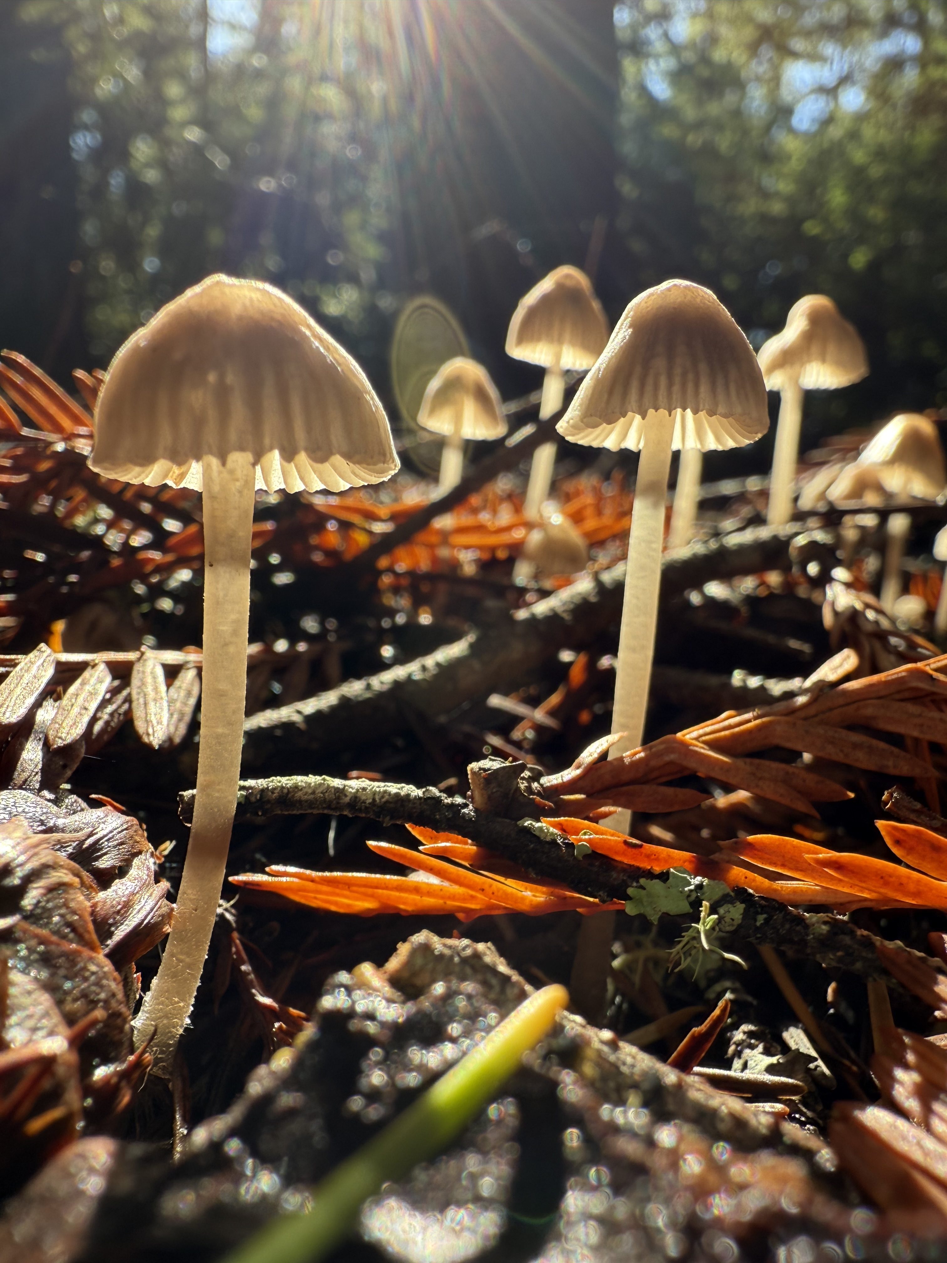 Closeup of Mushrooms in the Redwood forest backlit by the sun.