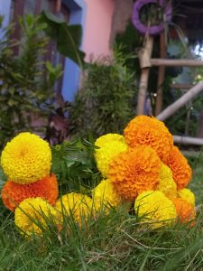 A bunch of beautiful yellow and orange coloured marigold flowers lying on the green ground. 