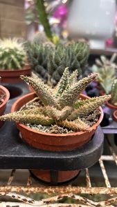 A close-up of a small succulent plant in a terracotta pot, featuring long, spiky green leaves with reddish edges and tiny white bumps.
